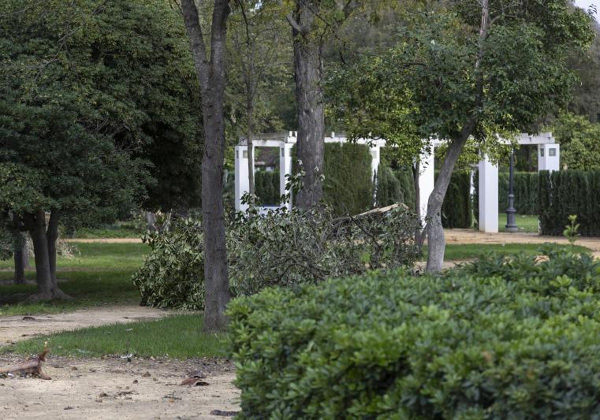 Una rama caída en un parque de Sevilla