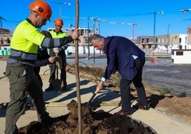 El Ayuntamiento de Sevilla se da cinco años de plazo para plantar de árboles los 20.000 alcorques vacíos