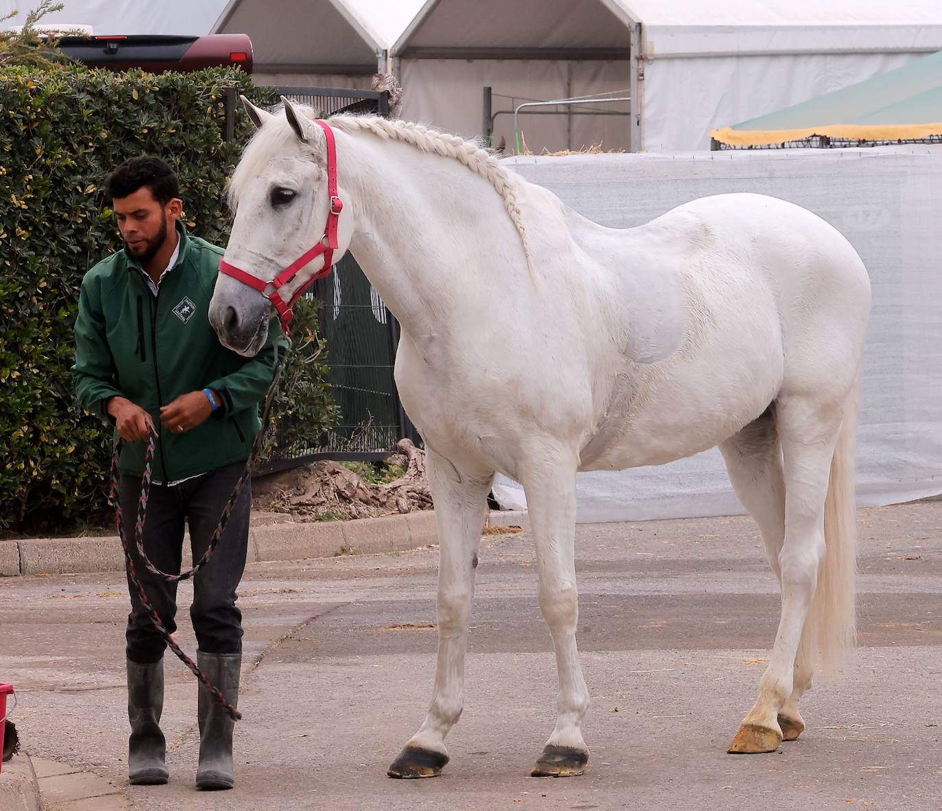 Preparativos para el SICAB en el Palacio de Congresos y Exposiciones de Sevilla