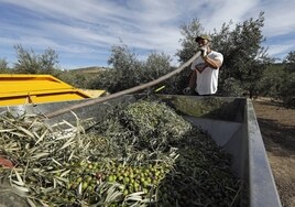 Andalucía genera el 31% del Valor Añadido Bruto del sector agrario español