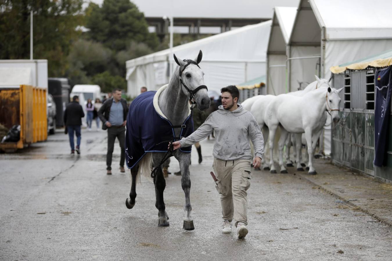 Impresionantes ejemplares de caballos de pura raza española, tiendas especializadas y rostros conocidos del sector se ven estos días en Fibes
