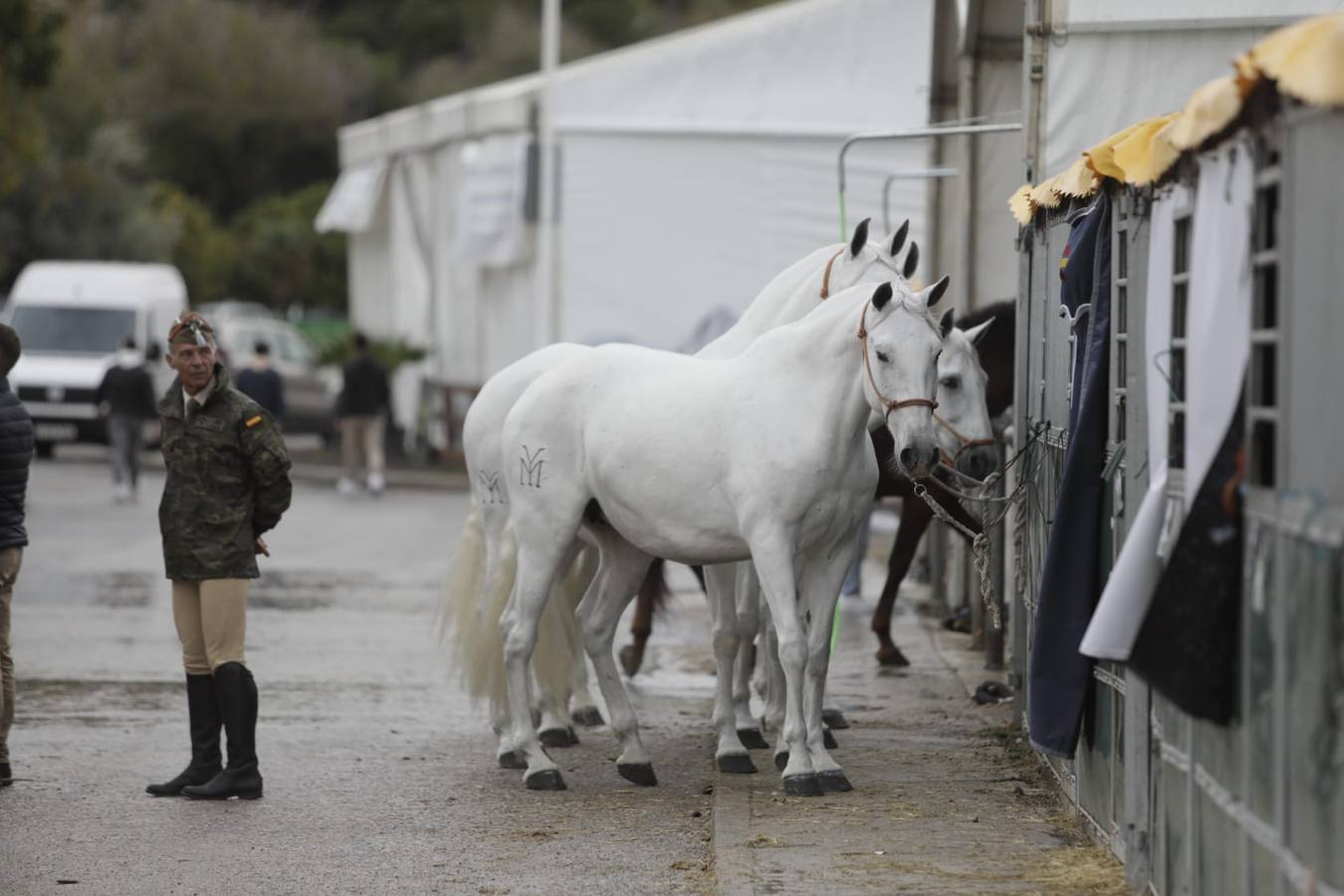 Impresionantes ejemplares de caballos de pura raza española, tiendas especializadas y rostros conocidos del sector se ven estos días en Fibes