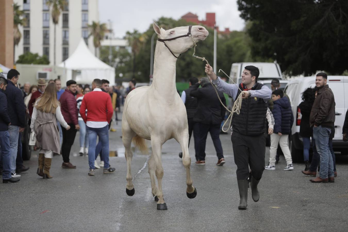 Impresionantes ejemplares de caballos de pura raza española, tiendas especializadas y rostros conocidos del sector se ven estos días en Fibes