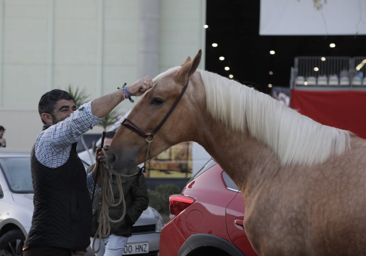 Un caballo en Sicab