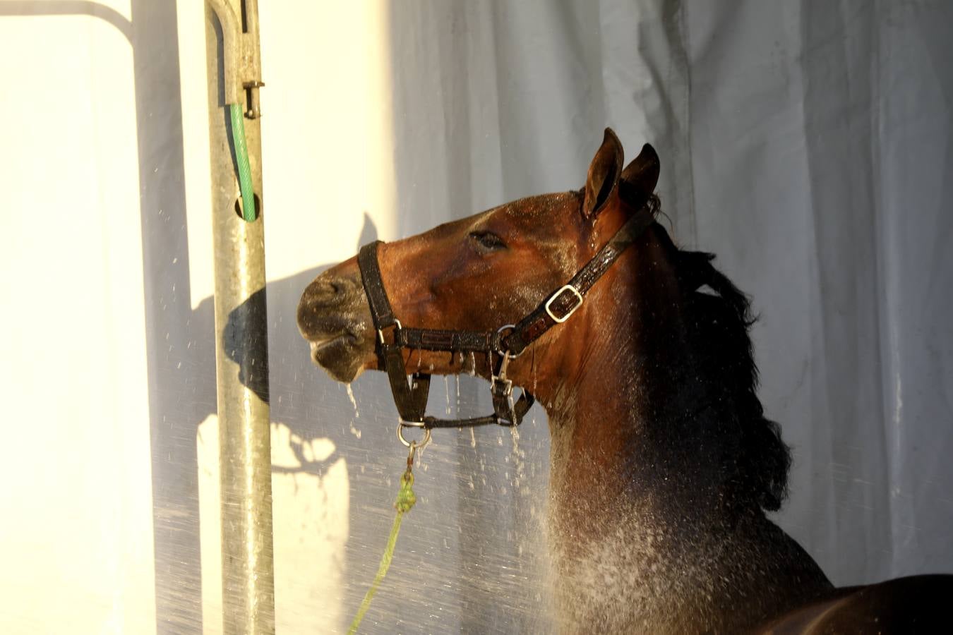 Estos días se dan cita en Fibes los mejores caballos de pura raza española