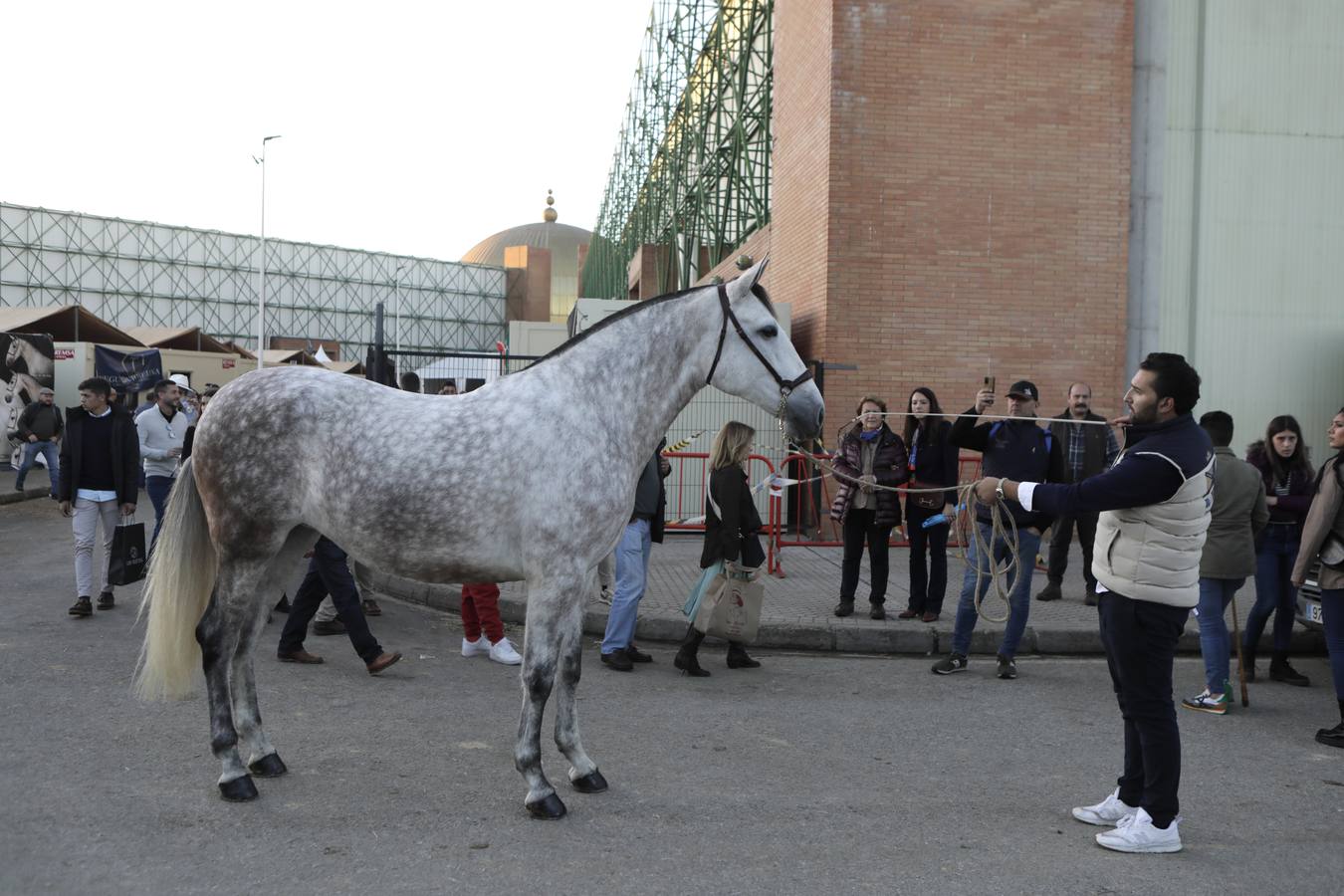 Estos días se dan cita en Fibes los mejores caballos de pura raza española
