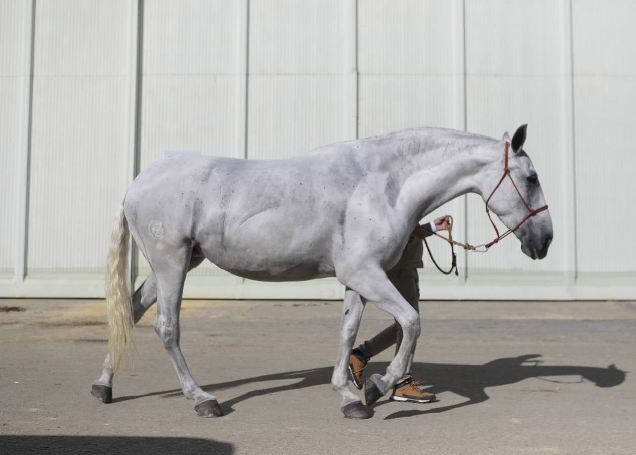 Los expositores y espectáculos de caballos contaron con numerosos asistentes