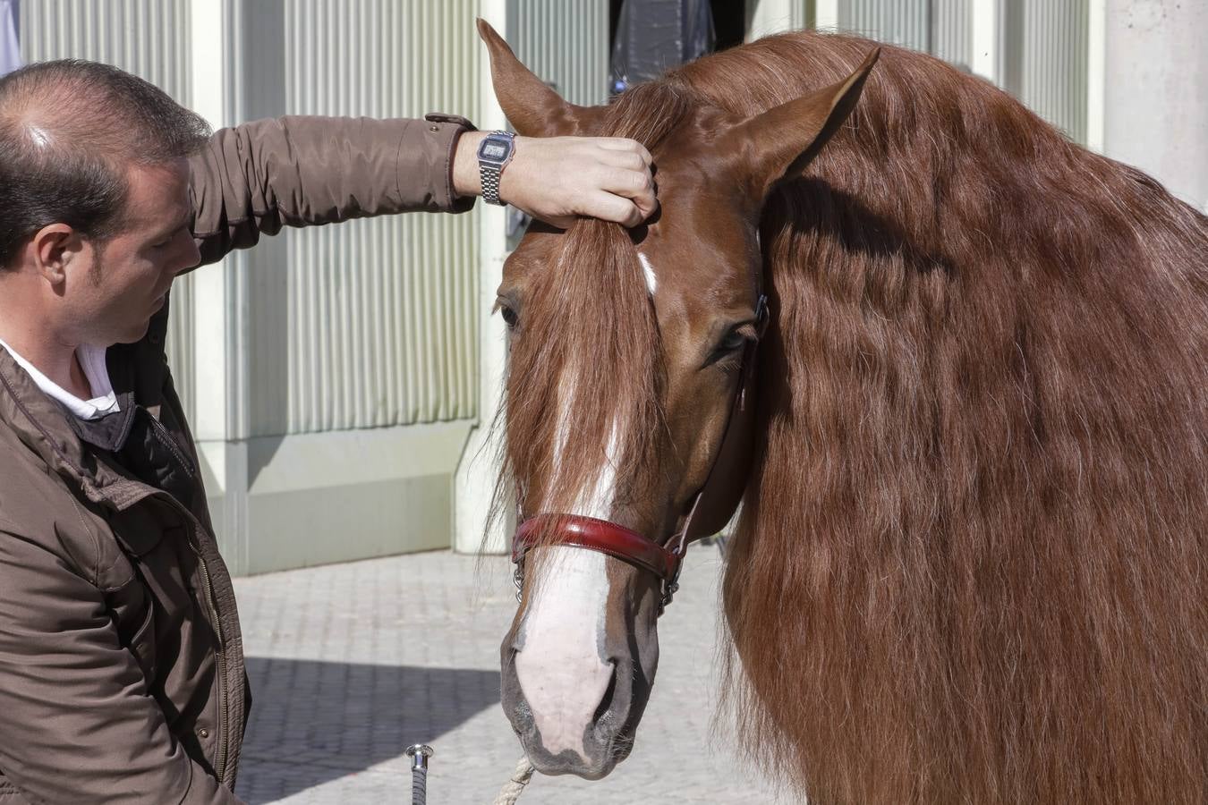 Los expositores y espectáculos de caballos contaron con numerosos asistentes