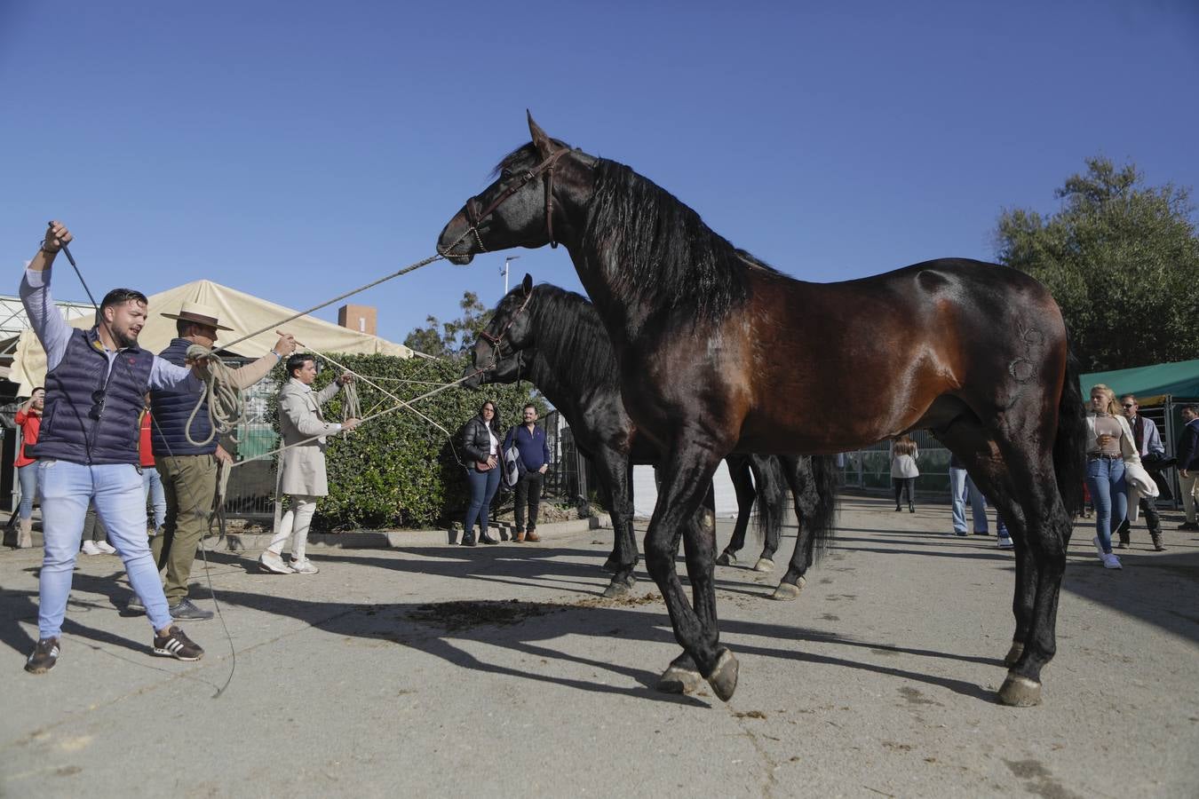 Los expositores y espectáculos de caballos contaron con numerosos asistentes