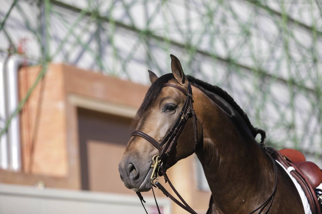 Los expositores y espectáculos de caballos contaron con numerosos asistentes