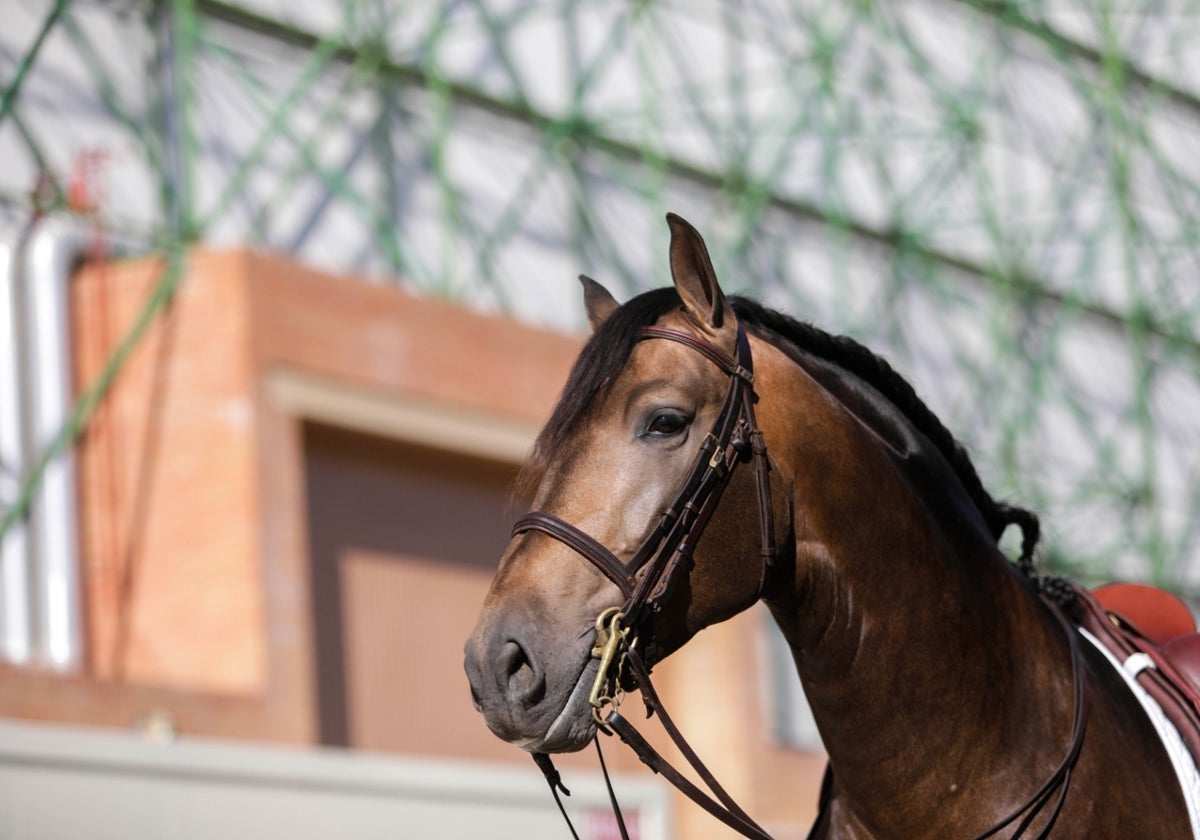 Un caballo en Sicab