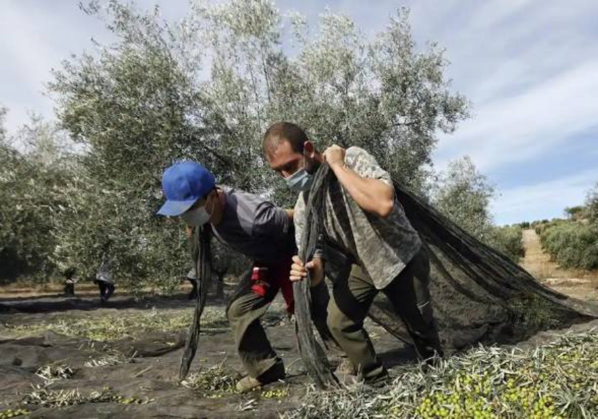 La campaña de la aceituna comenzó el 1 de octubre, aunque la mayor parte de la actividad se realiza en noviembre