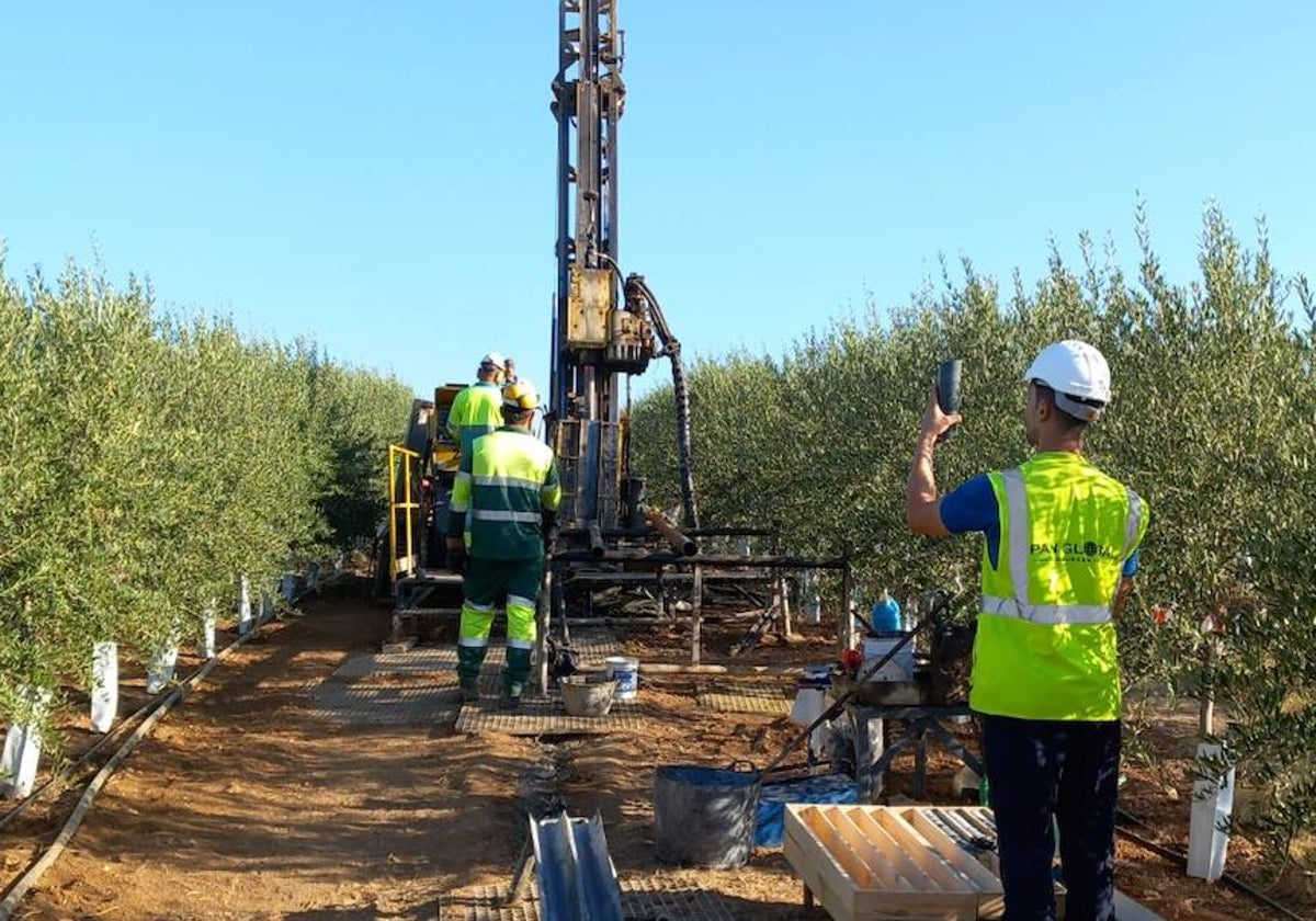 Trabajadores de Pan Global realizando un sondeo entre dos calles de un olivar