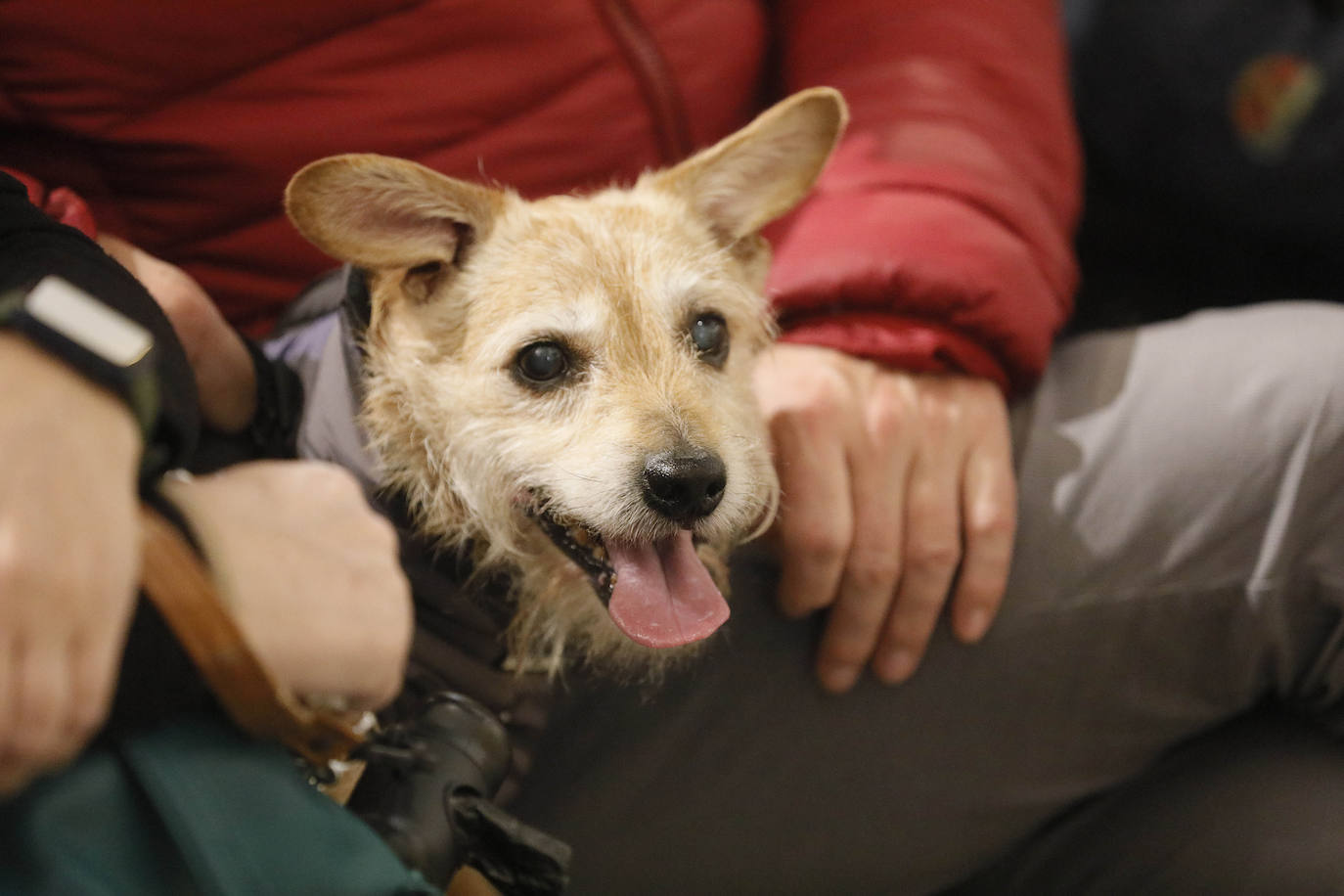 La Pastora de Santa Marina acoge la tradicional bendición de animales por San Antón