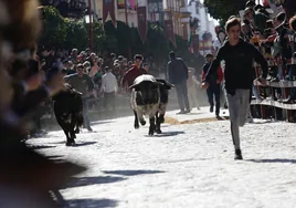 Emocionante encierro taurino en La Puebla del Río: «¡Que bote Morante!»