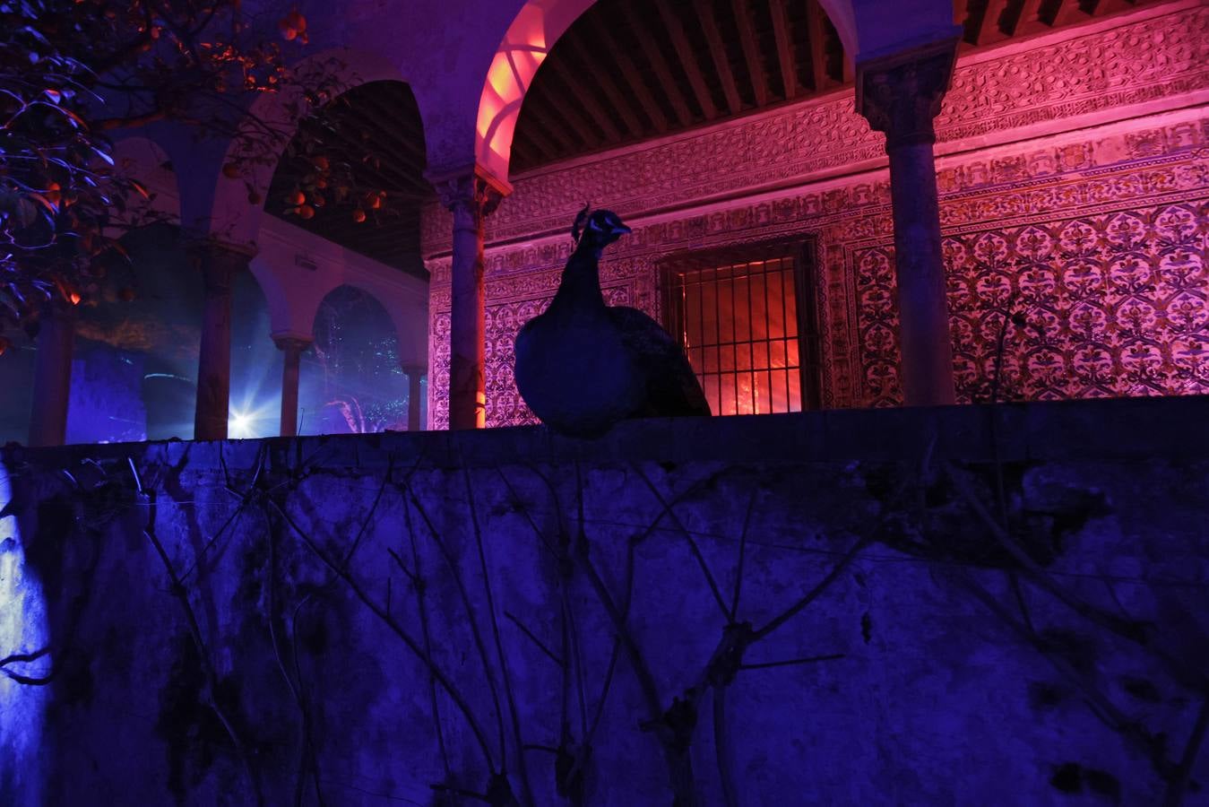 Los jardines del Alcázar durante el espectáculo de luz y color que aumenta aún más si cabe la belleza de este espacio