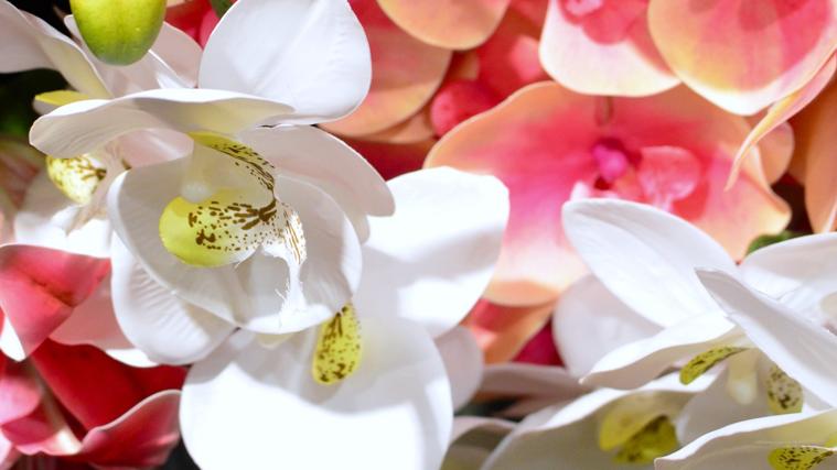 ¿Qué flor regalar para San Valentín? Este es el significado para acertar según lo que quieras expresar