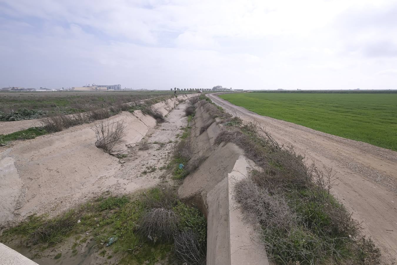 La sequía está causando estragos en los arrozales de Isla Mayor