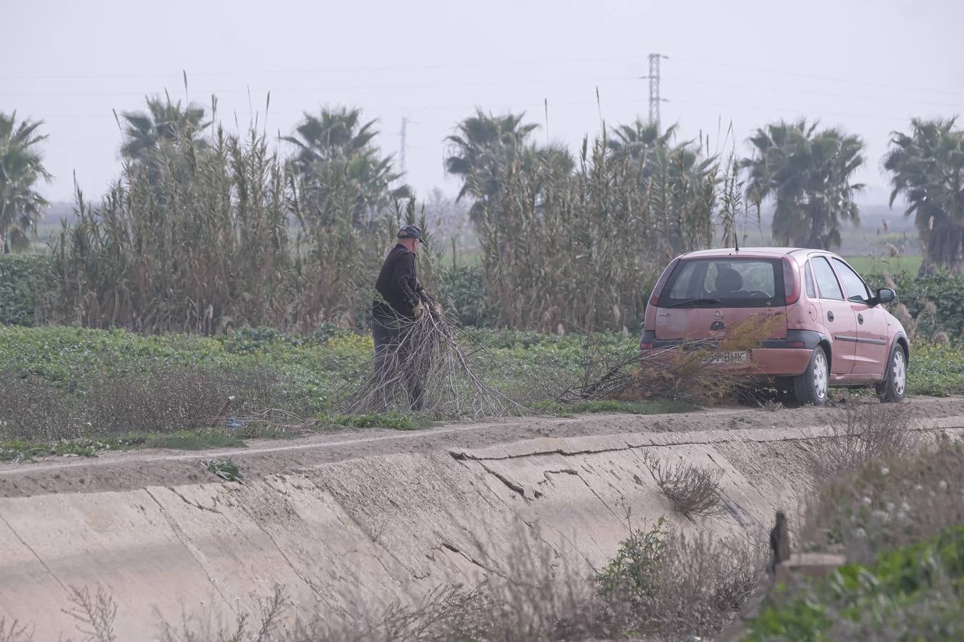 La sequía está causando estragos en los arrozales de Isla Mayor