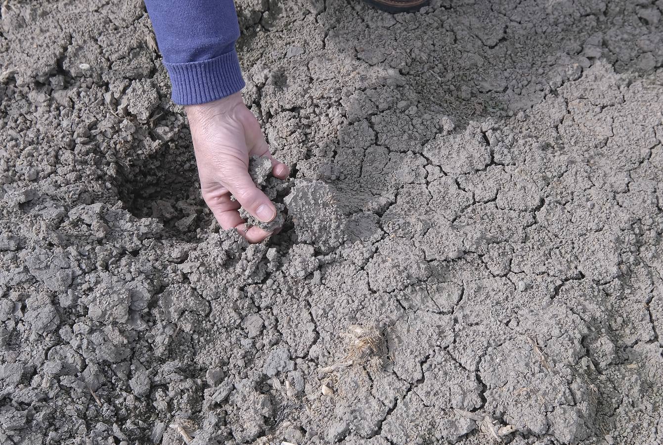 La sequía está causando estragos en los arrozales de Isla Mayor