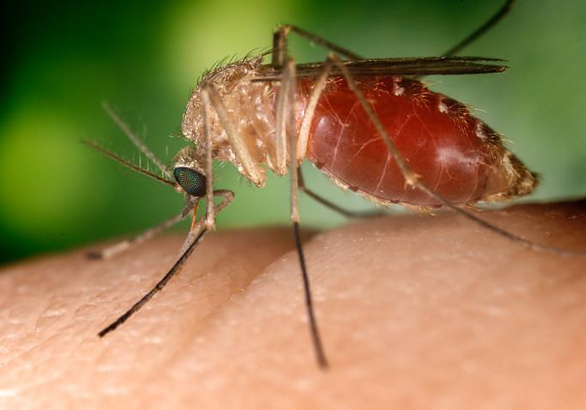 Una imagen del mosquito culex, que transmite el virus del Nilo Occidental