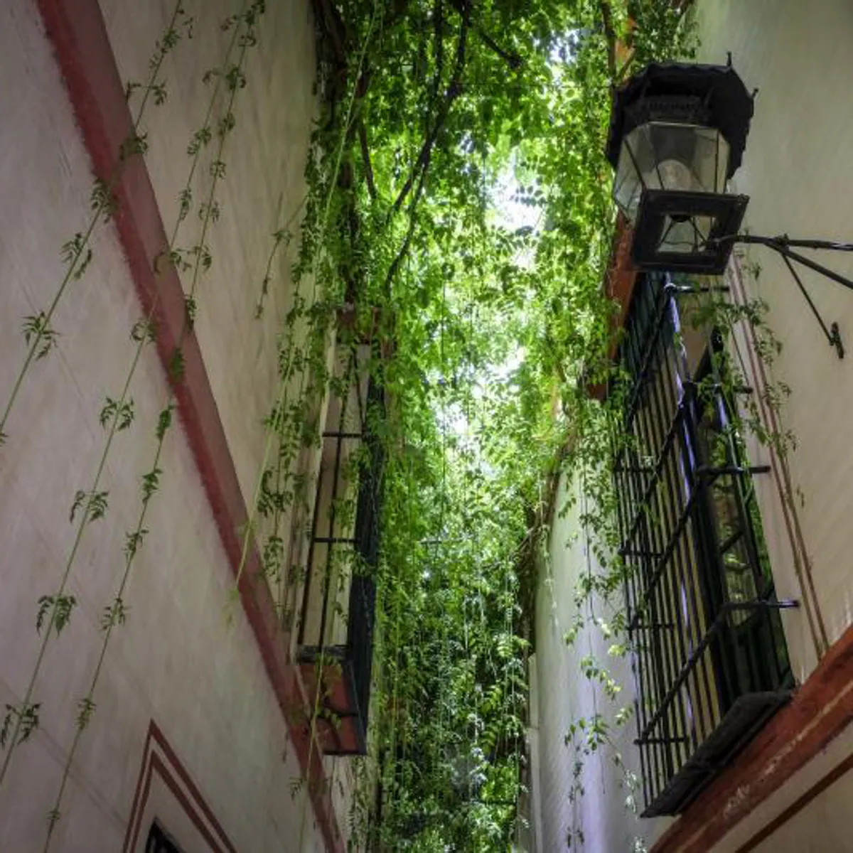 Plantas que caen por las paredes de la angostura de la calle Verde