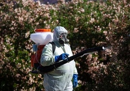 Los mosquitos llegan a Sevilla dos meses antes