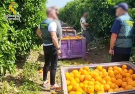 La Guardia Civil detiene a seis personas por el robo de naranjas en Sevilla