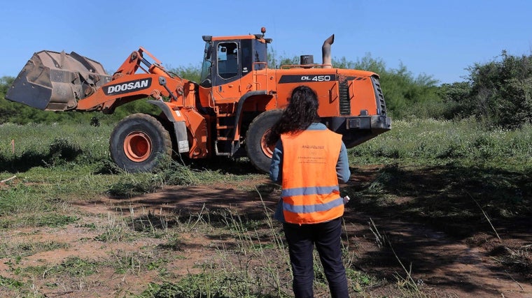 Trabajos de desbroce en terrenos cercanos a la futura estación de Pino Montano Norte