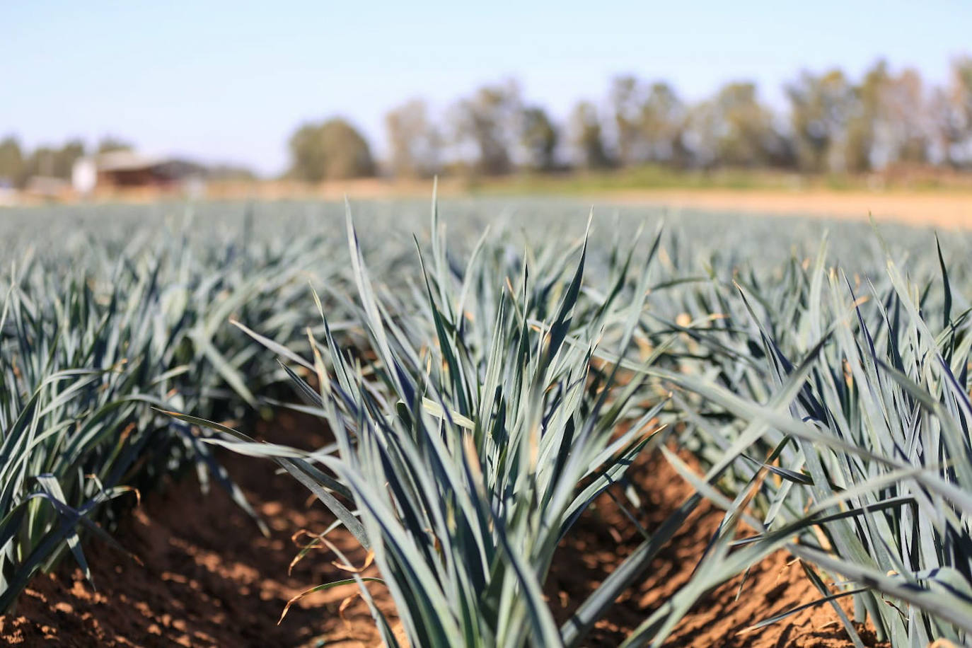 Los agentes inspeccionan una explotación agrícola en Villamanrique de la Condesa