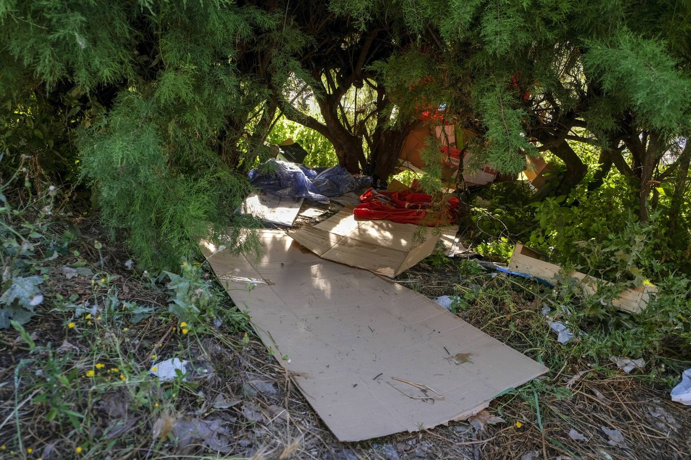 Deterioro y abandono en la orilla del río a su paso por La Cartuja y en el Paseo de Juan Carlos I