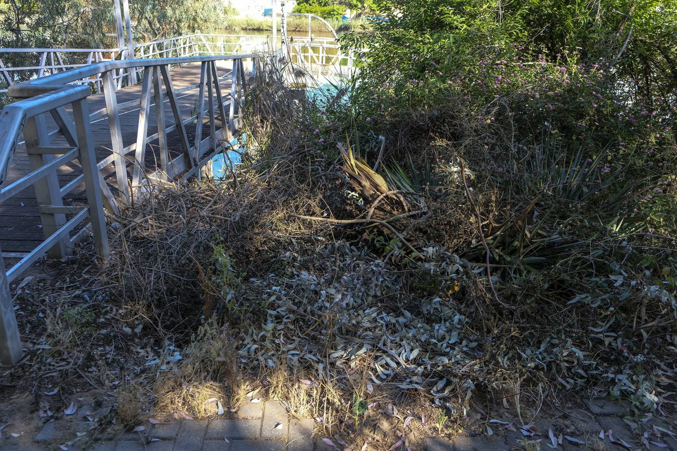 Deterioro y abandono en la orilla del río a su paso por La Cartuja y en el Paseo de Juan Carlos I