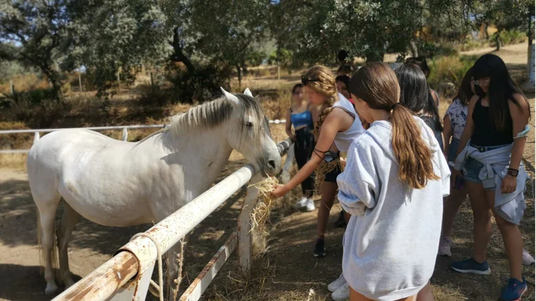 Imagen de varios niños dando de comer a un caballo en la Granja Escuela 'La Buhardilla'
