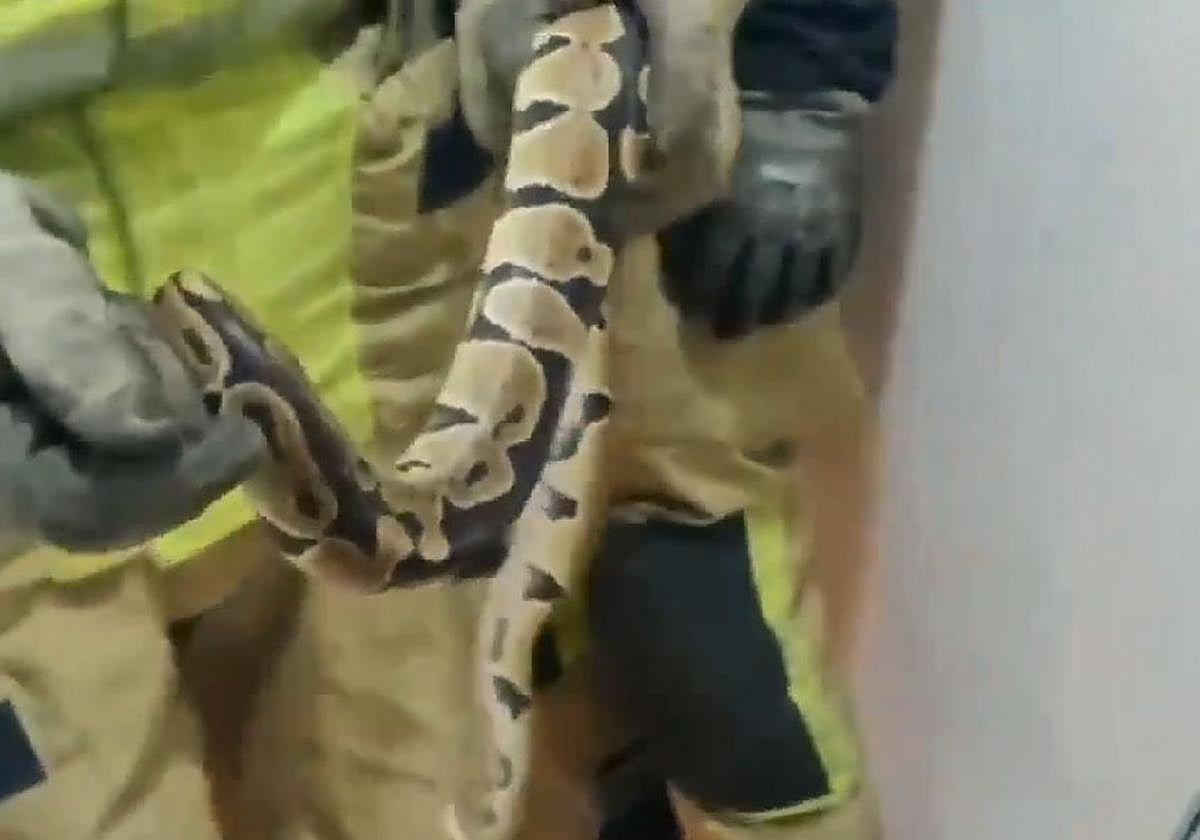 El reptil, de gran tamaño, fue localizado en el dormitorio de una vecina de Sevilla