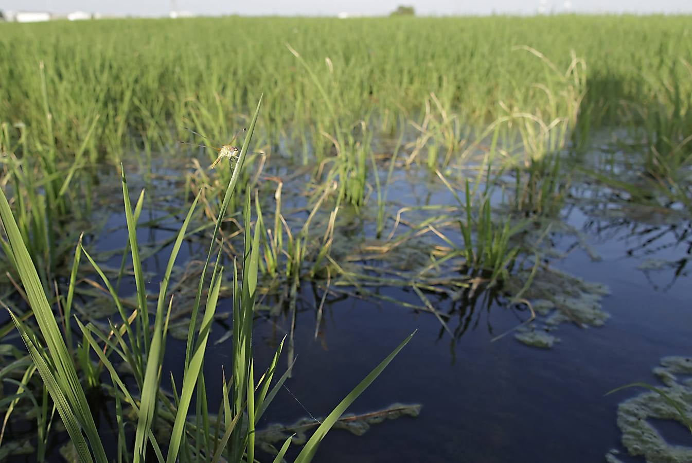 Imágenes de la Puebla del Río, un pueblo que vive con miedo por el virus del Nilo