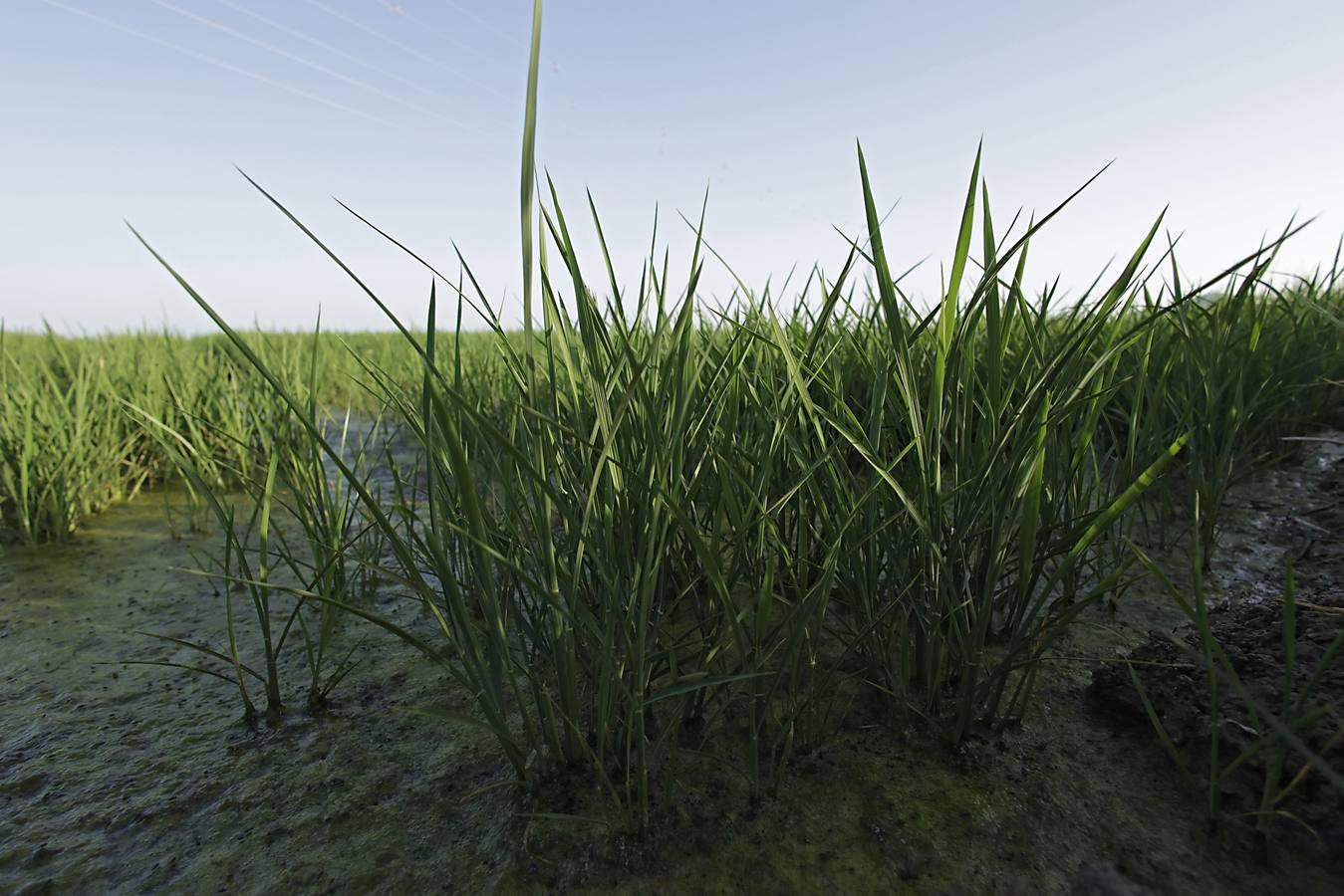 Imágenes de la Puebla del Río, un pueblo que vive con miedo por el virus del Nilo