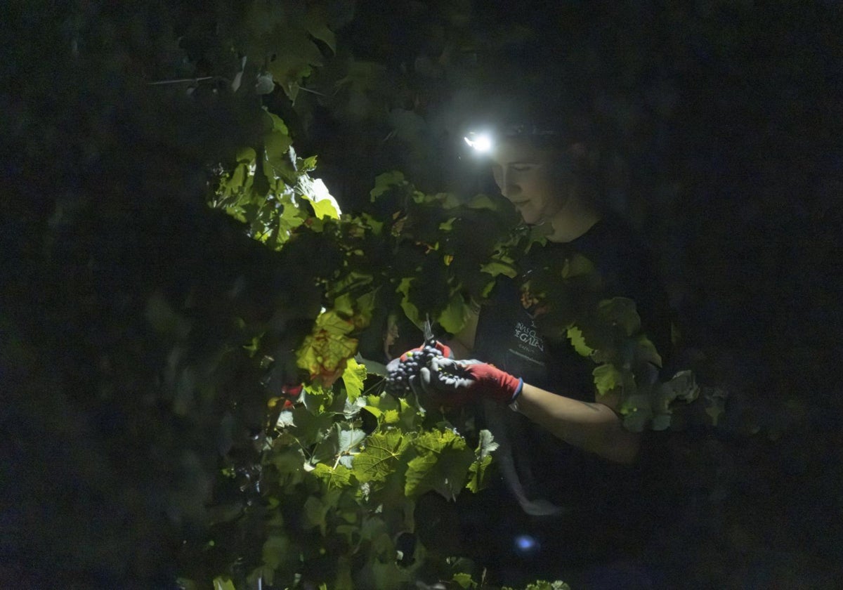 Los vendimiadores de Cazalla de la Sierra empiezan a las 4 de la madrugada para evitar las horas de calor