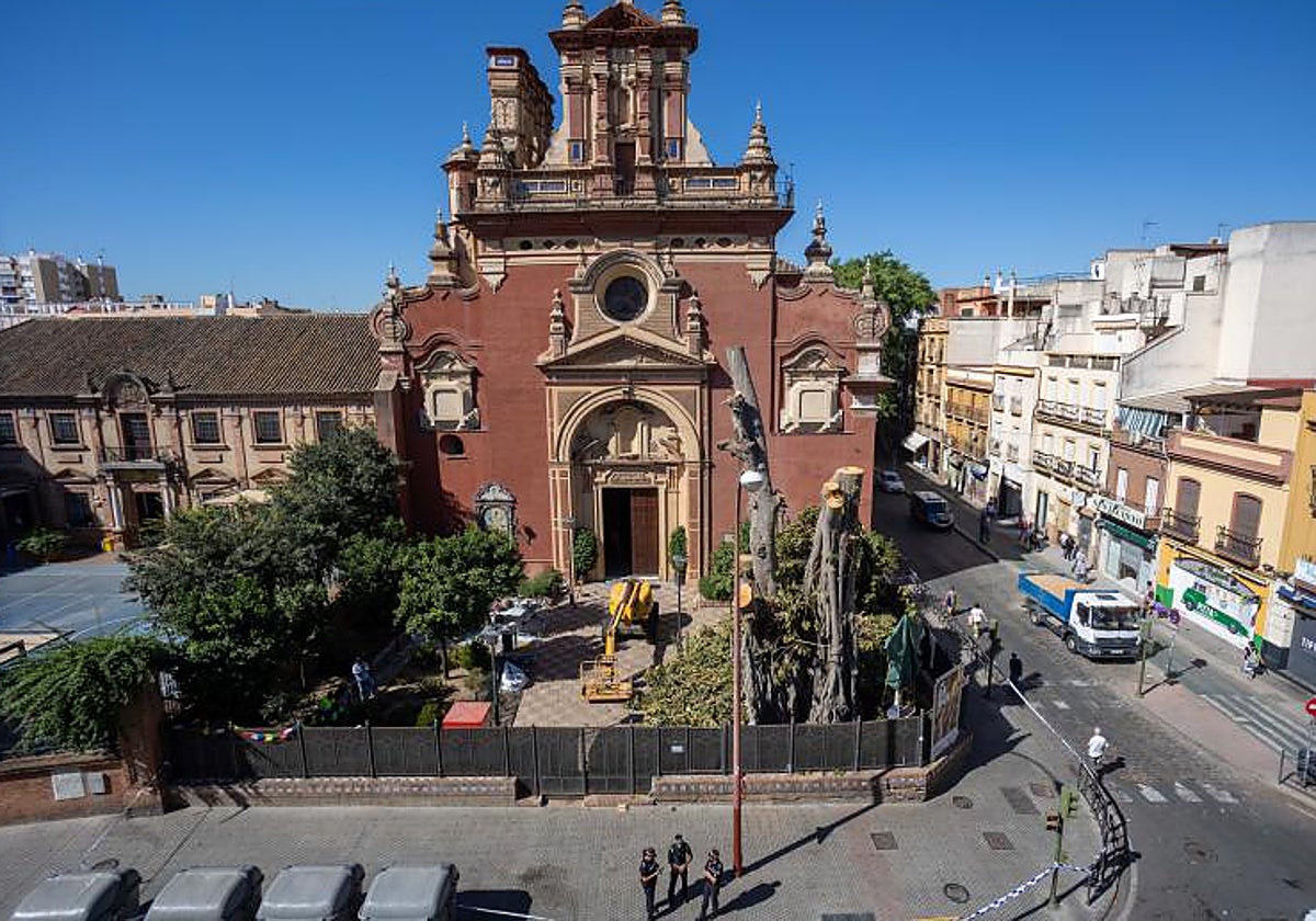El ficus cuando fue talado