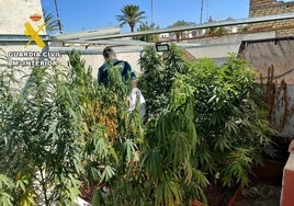 Detenido en un pueblo de Sevilla por tener plantas de marihuana ocultas por una lona en la azotea