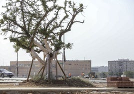 La promotora del barrio de Cruzcampo plantará nuevos árboles tras dañar 81 ejemplares en la avenida del Greco