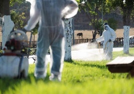 Archivado el expediente sancionador iniciado contra el Ayuntamiento de Sevilla por el plan de control del Virus del Nilo