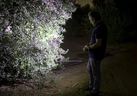 Los agricultores de Arahal pasan a la acción: noches a la intemperie para vigilar sus olivos ante los robos de aceitunas