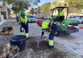 Sevilla contará con más de seis mil nuevos árboles y arbustos en marzo de 2025