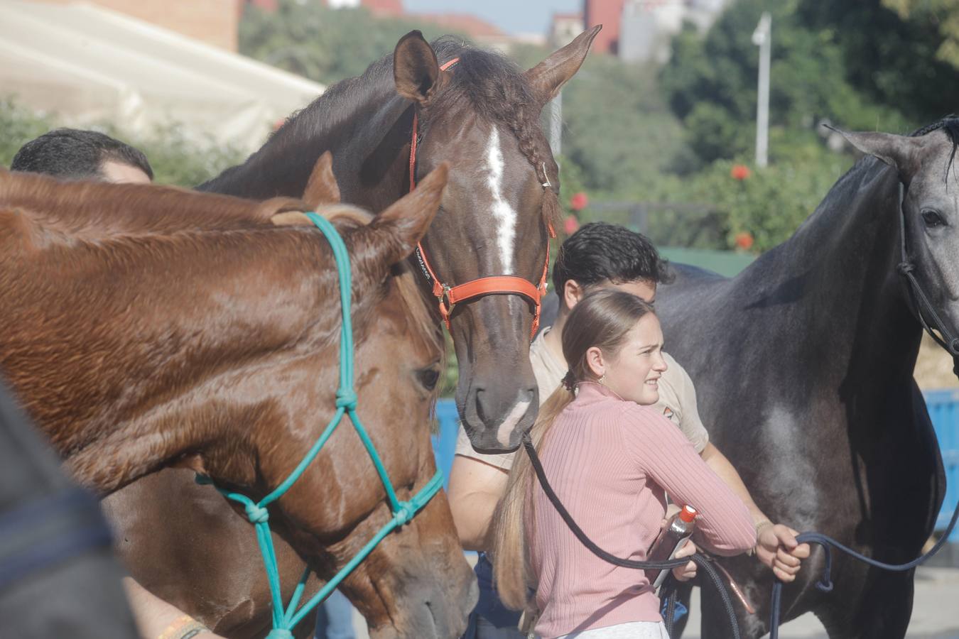 Durante la jornada previa se cuidan todos los detalles para que el Sicab 2024 sea un éxito