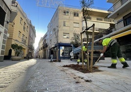 Las obras de la calle Zaragoza de Sevilla entran en su fase final con la plantación de diez árboles