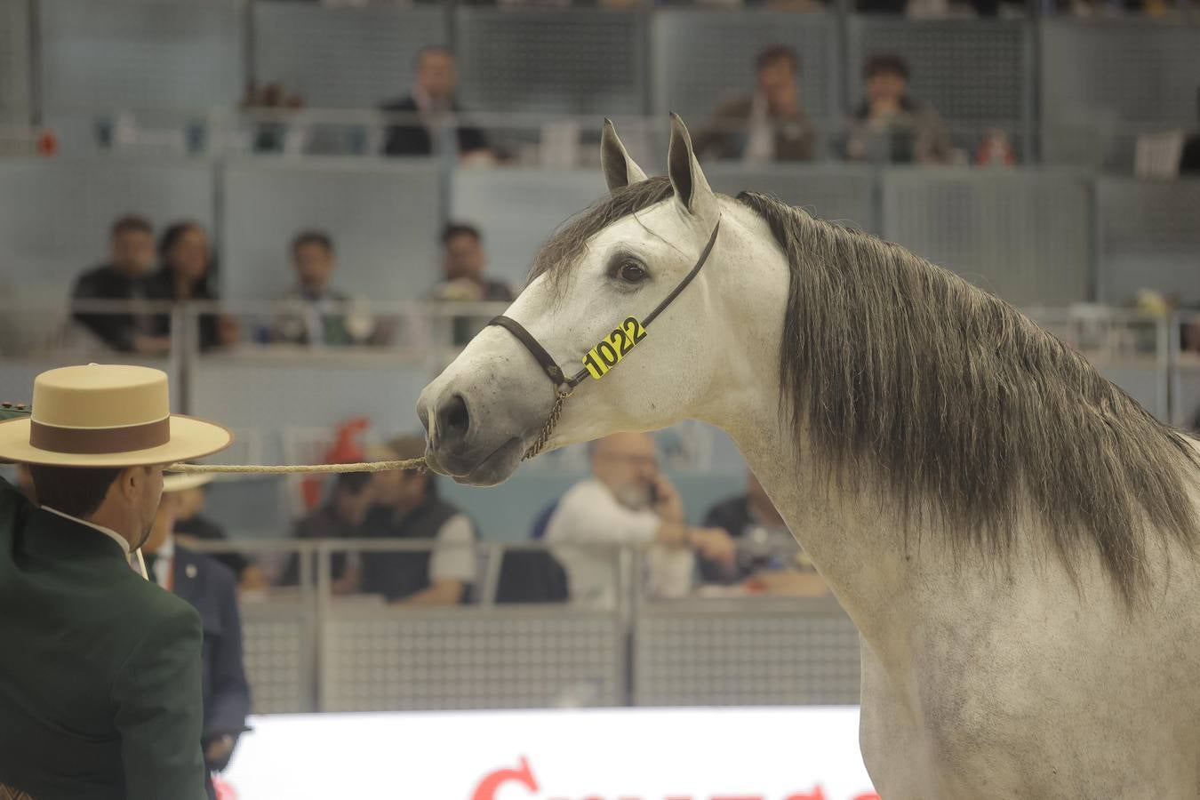 Durante la jornada del jueves en Fibes se pudieron contemplar magníficos ejemplares de caballos