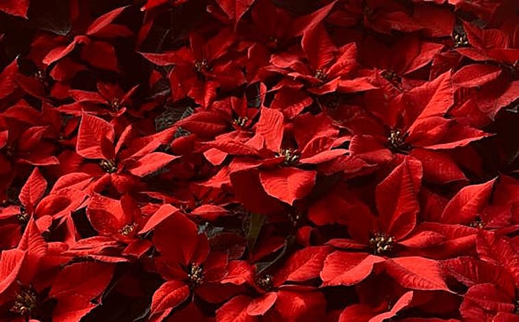 Imagen principal - Dónde colocar la Flor de Pascua para que atraiga la suerte