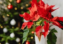 Dónde colocar la Flor de Pascua para que atraiga la suerte