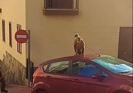 El buitre leonado que ha sorprendido a los vecinos de Alcalá de Guadaira: así fue su compleja captura