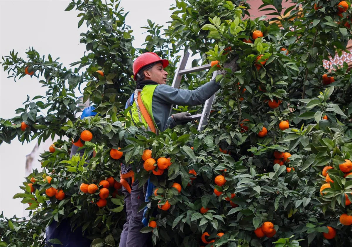 Un operario recogiendo naranjas amargas de los naranjos de Sevilla